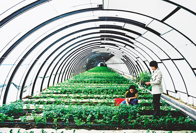 把住餐桌安全关:潍坊保障农产品质量安全新路径