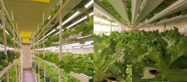植物工厂技术助力卡塔尔世界杯蔬菜供给